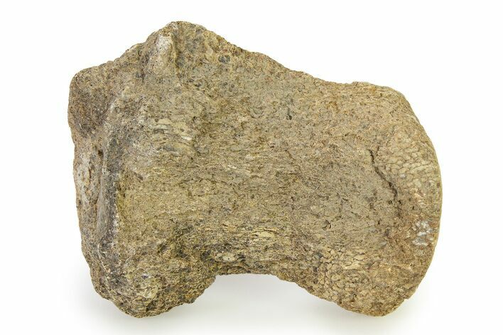 Fossil Mosasaur Vertebra - Texas #322931
